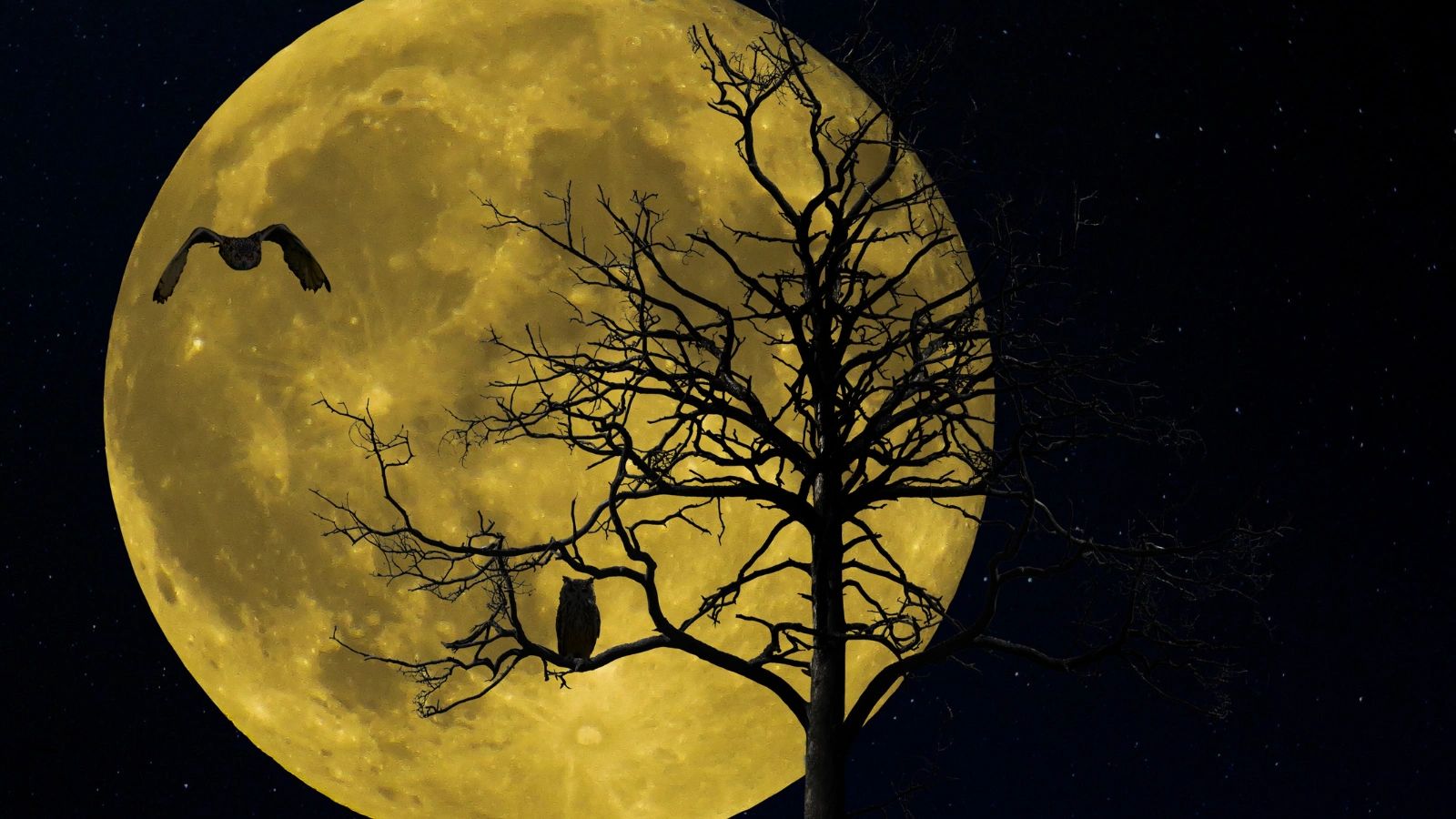 Samhain Celtic Origins, Rituals, and Magic of the Witch's Year